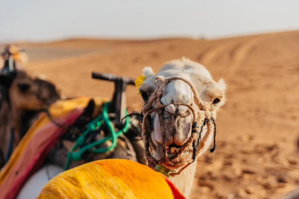 Camel in Merzouga Desert Erg Chebbi