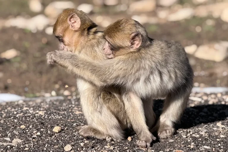 Barbary monkeys in the Cedar Forest during a 3-day Fes to Marrakech desert tour via Merzouga