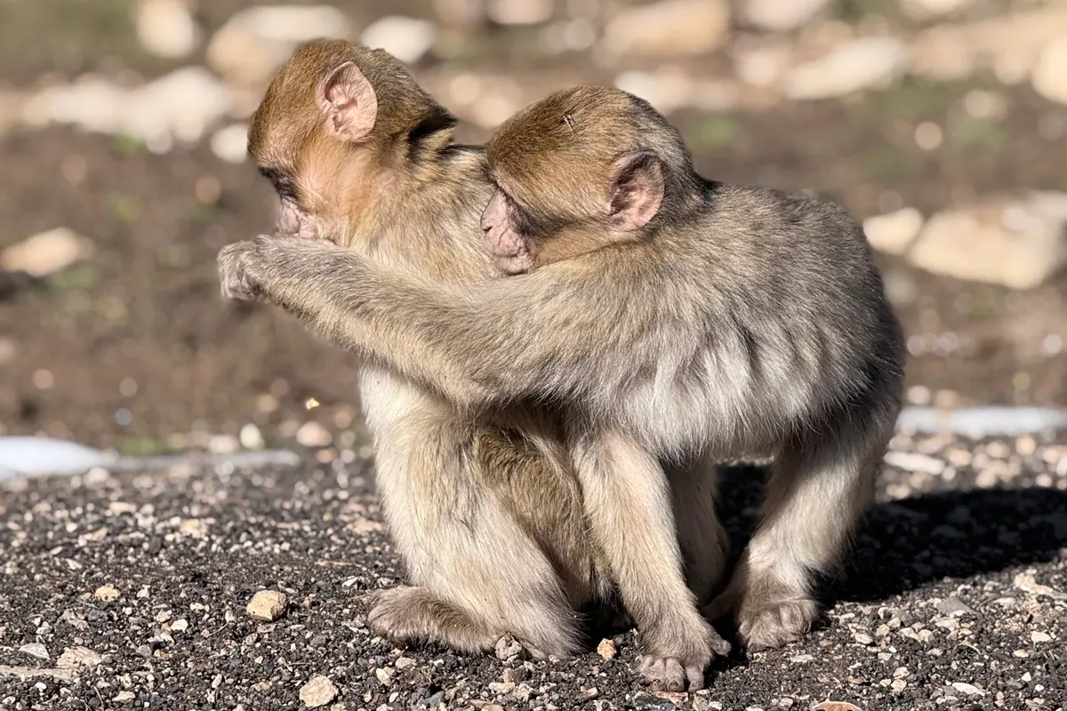 Barbary monkeys in the Cedar Forest during a 3-day Fes to Marrakech desert tour via Merzouga